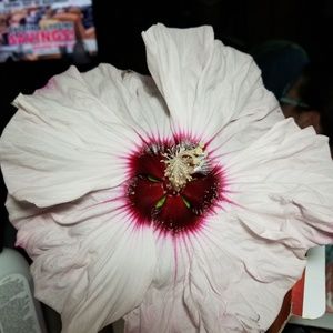 Meet your Posher, Theresa